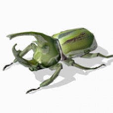 Green Beetle